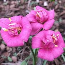 Zephyranthes Flora Love