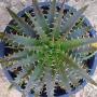 Dyckia delicata x fosteriana.
