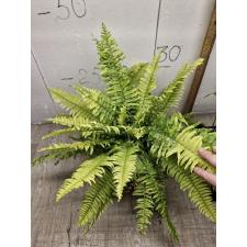 Nephrolepis exaltata 'Tiger' variegated