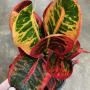 Codiaeum Lak Mueng.