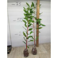 Syzygium aromaticum (Гвоздичное дерево) 275