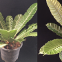 Asplenium 'Silver Wing' (S)