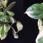 Hoya incrassata (white margin) 'Eclipse' (#279).