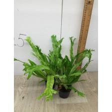 Asplenium nidus variegated ex Japan 
