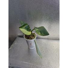 Scindapsus Jade Satin variegated 1