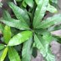 Ficus sp.(T18) (Mango leaf) Southern Thailand