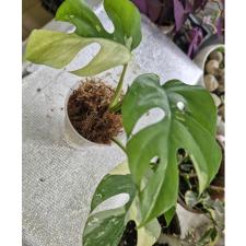 Монстера 'Миниатюра' (белая варегатность) срез / Monstera 'Miniature' (white variegated)