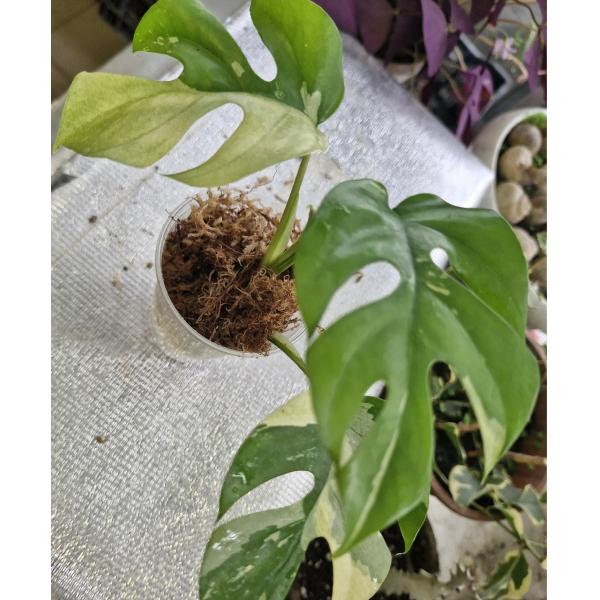 Монстера 'Миниатюра' (белая варегатность) срез / Monstera 'Miniature' (white variegated)