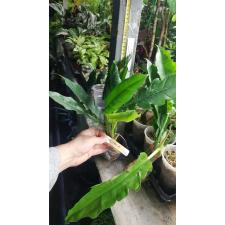 Philodendron Jungle Boogie 188/1 (14,12,21)