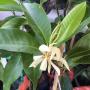 Michelia alba