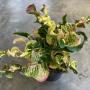 Codiaeum Nak Ka Rat (Original)(F1)