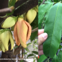 Goniothalamus laoticus (seedling) Annonaceae.