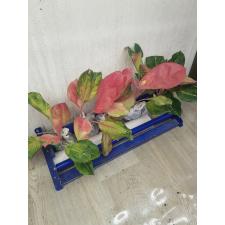 Aglaonema Miss world A-104