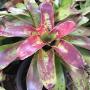 Neoregelia Painted Delight.