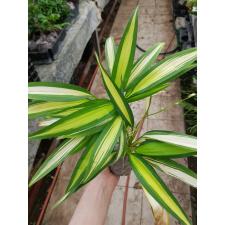 Chlorophytum sp. ‘Charlotte 47