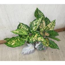 Aglaonema Gold Paper A-123