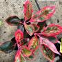 Aglaonema  Lipstick ( Red) A-113