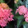 Ixora lobbii (pink and triple petal)