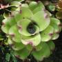 Neoregelia Purple Heart (Bromeliad) 224