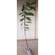 Syzygium jambos (wax leaf) 310