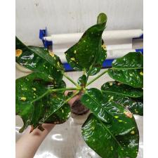 Codiaeum Ratree 60