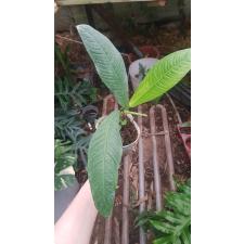 philodendron linette pot 1500p