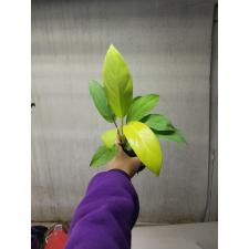Philodendron Ceylon Golden