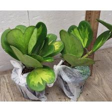 Хойя керрии варегатная (Желтое пятно) / Hoya kerrii variegata (yellow spot) 
