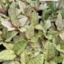 Aglaonema  Frozen  A-26