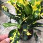 Codiaeum Lao Thong.