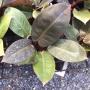 Philodendron 'Black Cardinal'