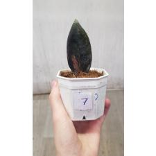 Zamioculcas zamiifolia black variegated (1 leaves) НОМЕР 7