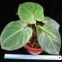Syngonium sp.(T05)
