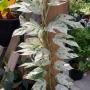 Epipremnum pinnatum Marble variegated.