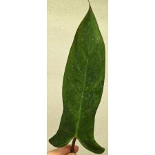 Филодендрон сп.(Т15) = Филодендрон мексикана / Philodendron sp.(T15) = P. mexicana.