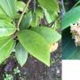 Hoya mindorensis (pale yellow)(#850).   850