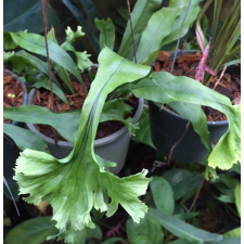 Polypodium 'Green Coral'.