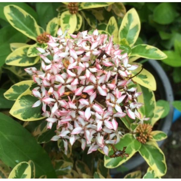 Иксора вид T02 альбомаргината (белый цветок) / Ixora sp.(T02) albomarginata (white flower)