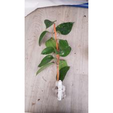 Hoya balaensis 'Splash' 619 (268) уценка 1200p