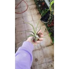 Tillandsia Caput Medusae