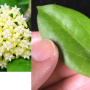 Hoya fitchii (yellow)(#902).