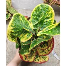 Codiaeum A7 Siam Liger