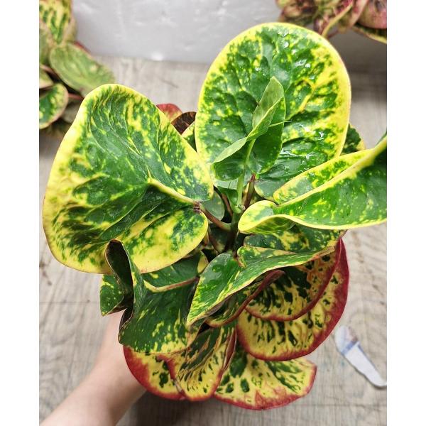 Codiaeum A7 Siam Liger