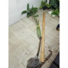Mangifera indica 'Choke Anan' (grafted). 154-190