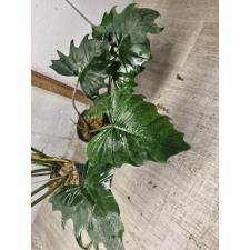 Philodendron Shangri La