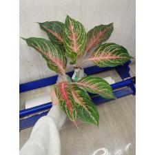 Aglaonema Maha Nakorn A-98