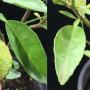 Citrus hystrix (sweet fruit)