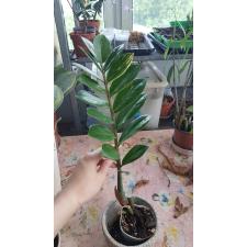 Zamioculcas zamifolia variegated (short leaf) 950р