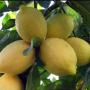 Citrus limon 'Lisbon Lemon'