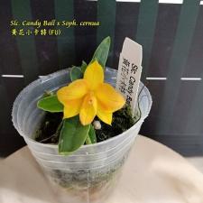 Слк. Кэнди Болл х Соф. цернуа / Slc. Candy Ball x Soph. cernua